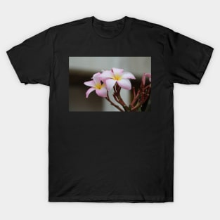 Tropical Flower1 T-Shirt